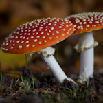 Macrofotografie; Herfst met zijn geheel eigen charmes