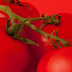 Spelen met tomaten in een lichttent