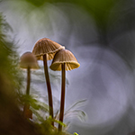 Verlichte paddenstoelen (deel 1)