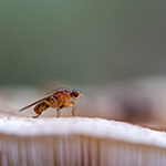 Fan van paddenstoelen en beestjes