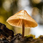 Paddenstoelen met bokeh