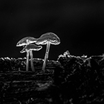 Verlichte paddenstoelen (deel 2)