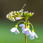 Vlinders fotograferen met ochtenddauw