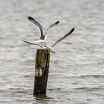 Fotogeniek Schiermonnikoog (deel 1)