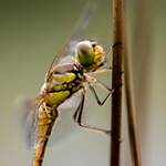 Libellen fotograferen vergt voorbereiding, precisie en geduld (deel 1)