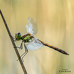 Libellen fotograferen vergt voorbereiding, precisie en geduld (deel 2)