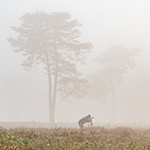 Geïnspireerd door de documentaire The World of Lars van de Goor