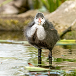 Vogelfotografie vergt vaak veel geduld