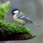 Wildlife fotograferen in je eigen achtertuin