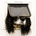 Comedy Pet Photography Awards winnaars 2024