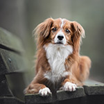 Online cursus hondenfotografie; maak een prachtig portret van je hond