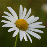 Aan de slag met macrofotografie