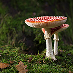 Paddenstoelen fotograferen op de Veluwezoom