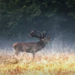 Cursus Wild van Denemarken