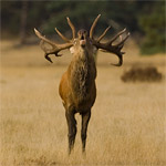 Hertenbronst op de hoge Veluwe