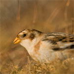 Vogelfotografie in het Lauwersmeergebied