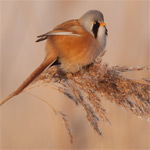 Baardmannetjes; favoriet bij menig vogelfotograaf