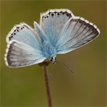 Bleek blauwtje in de Eifel