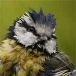 Vogels fotograferen vanuit een boshutje