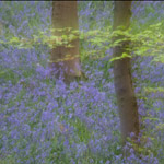 Hallerbos in Belgi; een sprookjesbos!