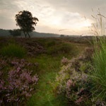 Bloeiende heide fotograferen