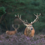 Tips voor camouflage bij wildfotografie