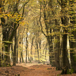 Tips bij het fotograferen van herfstkleuren