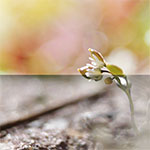 Lente creëren in Photoshop