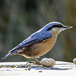 Vogel(fotografie)cursus in quarantainetijd: fijne afleiding!