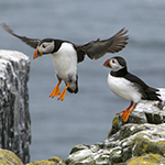 Waarom de Farne eilanden op je bucketlist moeten staan