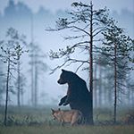 Vriendschap grijze wolf en bruine beer vastgelegd