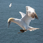 13 tips voor wildlife-fotografie op Helgoland