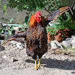 Fotoreportage: chicken challenge