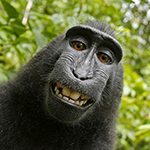 Britse fotograaf bereikt schikking in rechtszaak over 'apenselfie' 