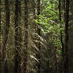 Fotografeer een bos met een teleobjectief