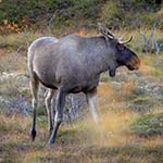 Ruis verwijderen? Doe het met mate Ruis verwijderen? Doe het met mate