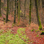 Fotograferen in een bos