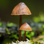 Ideeën voor paddenstoelen fotograferen