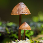 Paddenstoelen zonder macro objectief, en nog een paar extra tips