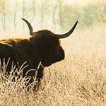 Kies liever voor een groot contrast in je natuurfoto