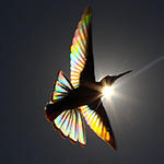 Kleuren van de regenboog in de veren van kolibries