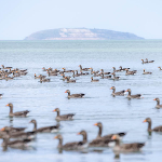 Scherpstellen bij grote groepen dieren