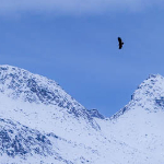Landschap met of zonder dier?