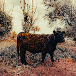 Waarom leren bewerken als je presets hebt?