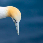 Vogelfotografie en flitsen Vogelfotografie en flitsen