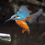 Natuurfotografie tip: Film je actiefoto's