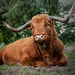 Natuurfotografie tip: Ontdek de Veluwe met je smartphone
