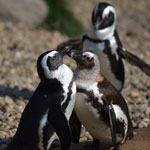 Dagje foto's maken in Burgers Zoo