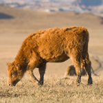 Inner Mongolia; kleurrijke steppes op 2000 meter