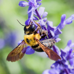 De wondere wereld van macrofotografie; vervolg